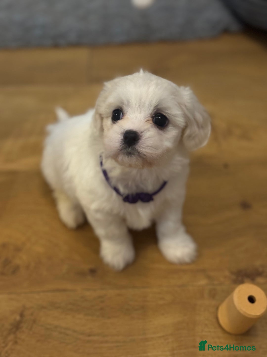 Mixed Breed dogs for sale: Two Gorgeous Puppies Remaining!  - Advert 20