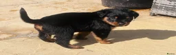 Rottweiler dogs for sale: ELITE KC REGISTERED GERMAN ROTTWEILER PUPPIES  - Advert 21