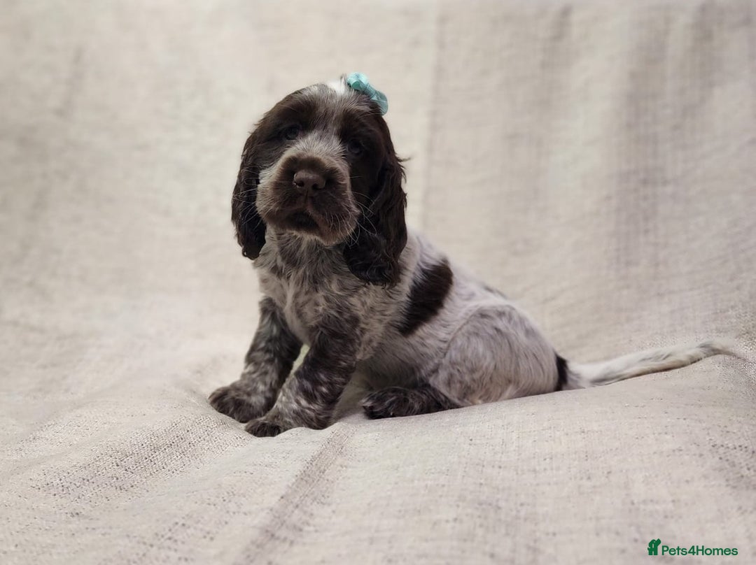 Cocker Spaniel dogs for sale: Show type unique markings cocker spaniel puppies  - Advert 19