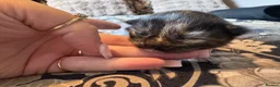 Nebelung cats for sale: 💎Nebelung X PersianxMaincoon💎 - Advert 34
