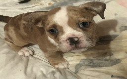 Old Tyme Bulldog dogs for sale: Old Tyme Bull Dog Puppies ( 8 weeks old) - Advert 7