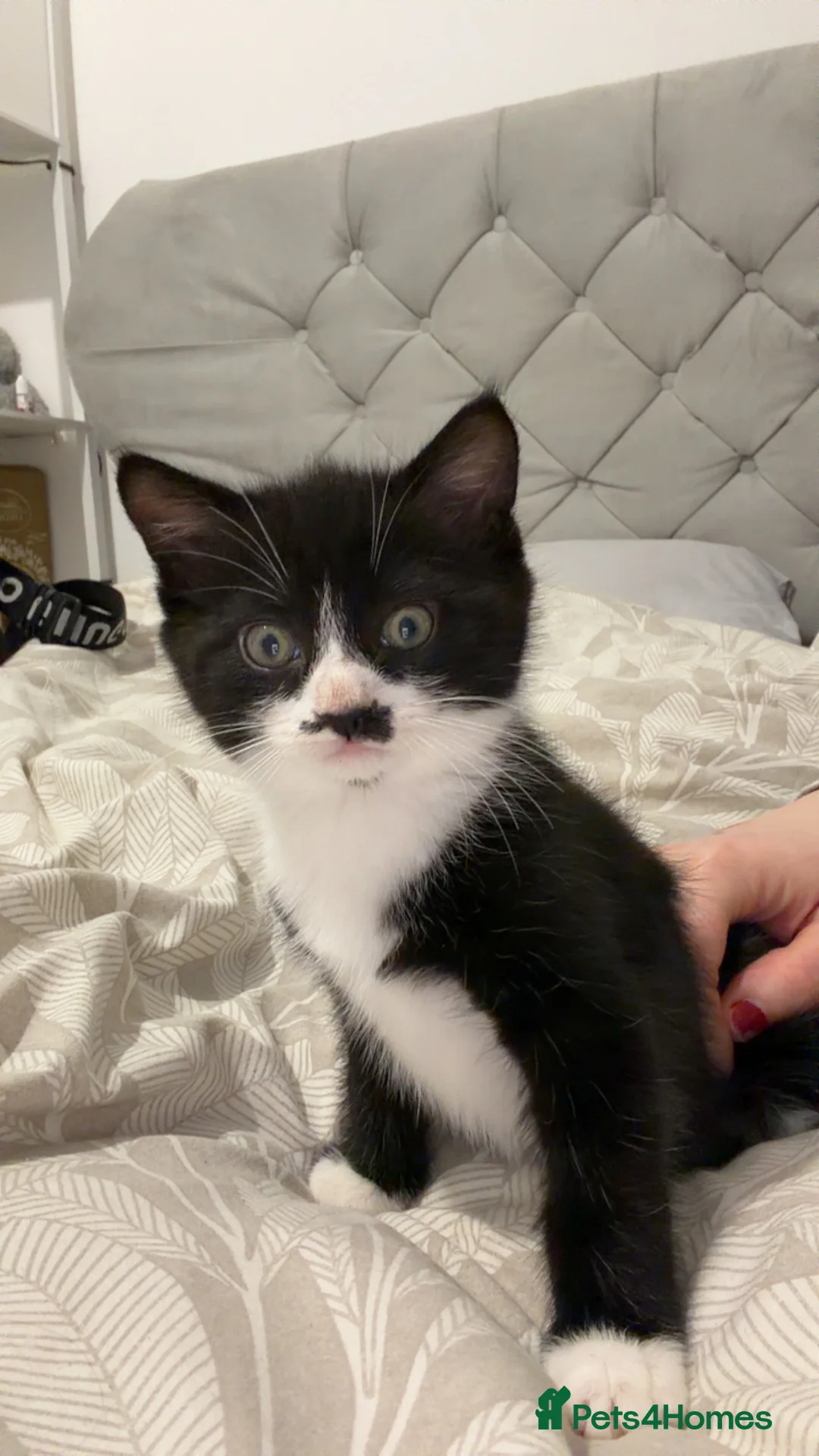 Mixed Breed cats for sale: Persian blue Russian & Tabby - Advert 5