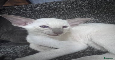 Siamese cats - Advert 4