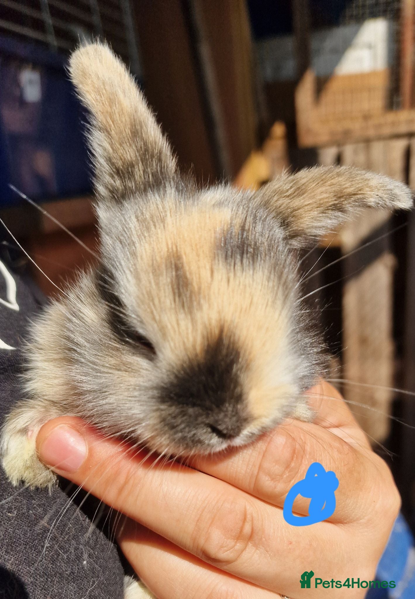 Mini Lop rabbits Mini lops  - Advert 18
