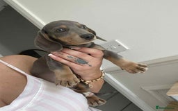 Miniature Dachshund dogs for sale: Minature dachshund puppies  - Image 2