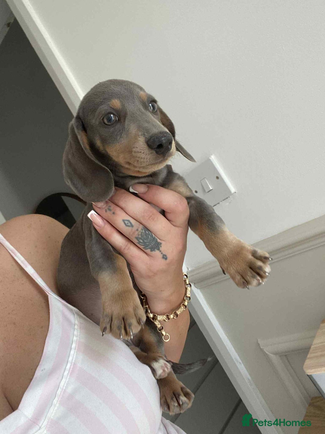 Miniature Dachshund dogs for sale: Minature dachshund puppies  - Image 2