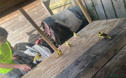 Canaries birds for sale: Budgies and canary  - Image 3