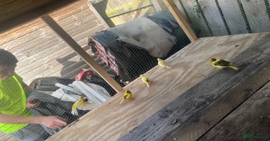 Canaries birds - Advert 4