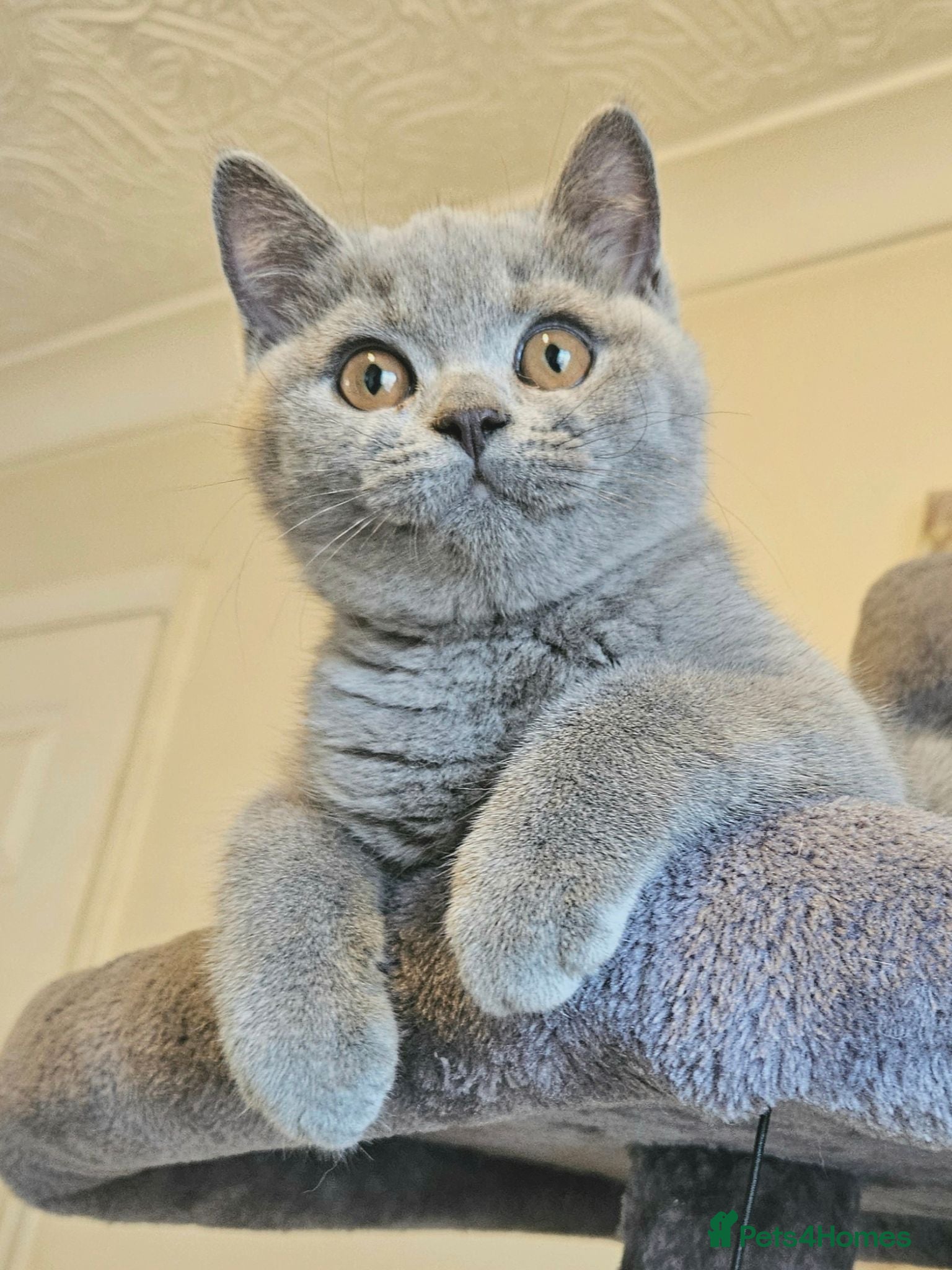 British Shorthair cats Ready now! Champion lines British Shorthair   - Advert 1