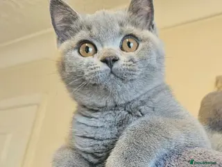 British Shorthair cats Ready now! Champion lines British Shorthair - Advert 1