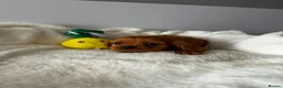 Cavalier King Charles Spaniel dogs for sale: King Charles cavalier spaniel puppies - Advert 9