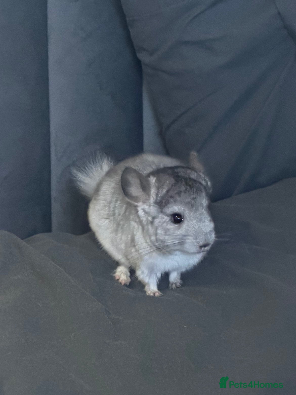 Chinchilla rodents 3 MONTH OLD TAME AND HANDLED DAILY CHINCHILLA - Advert 16