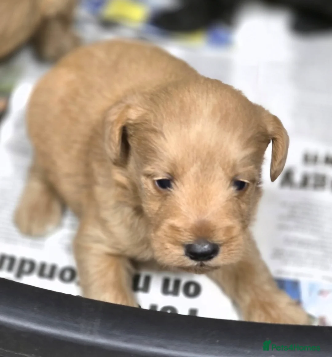 Schnoodle dogs for sale: Schnoodle puppies - Advert 20