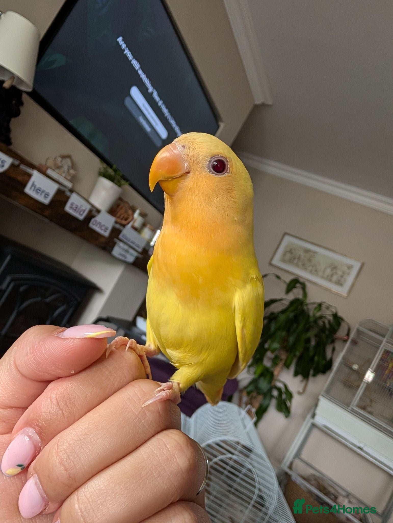 Lovebirds birds FULLY TAME baby HAND REARED PEACH FACE LOVEBIRD  - Advert 1