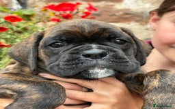 Boxer dogs for sale: Gorgeous boxer puppies from health tested parents  - Image 12