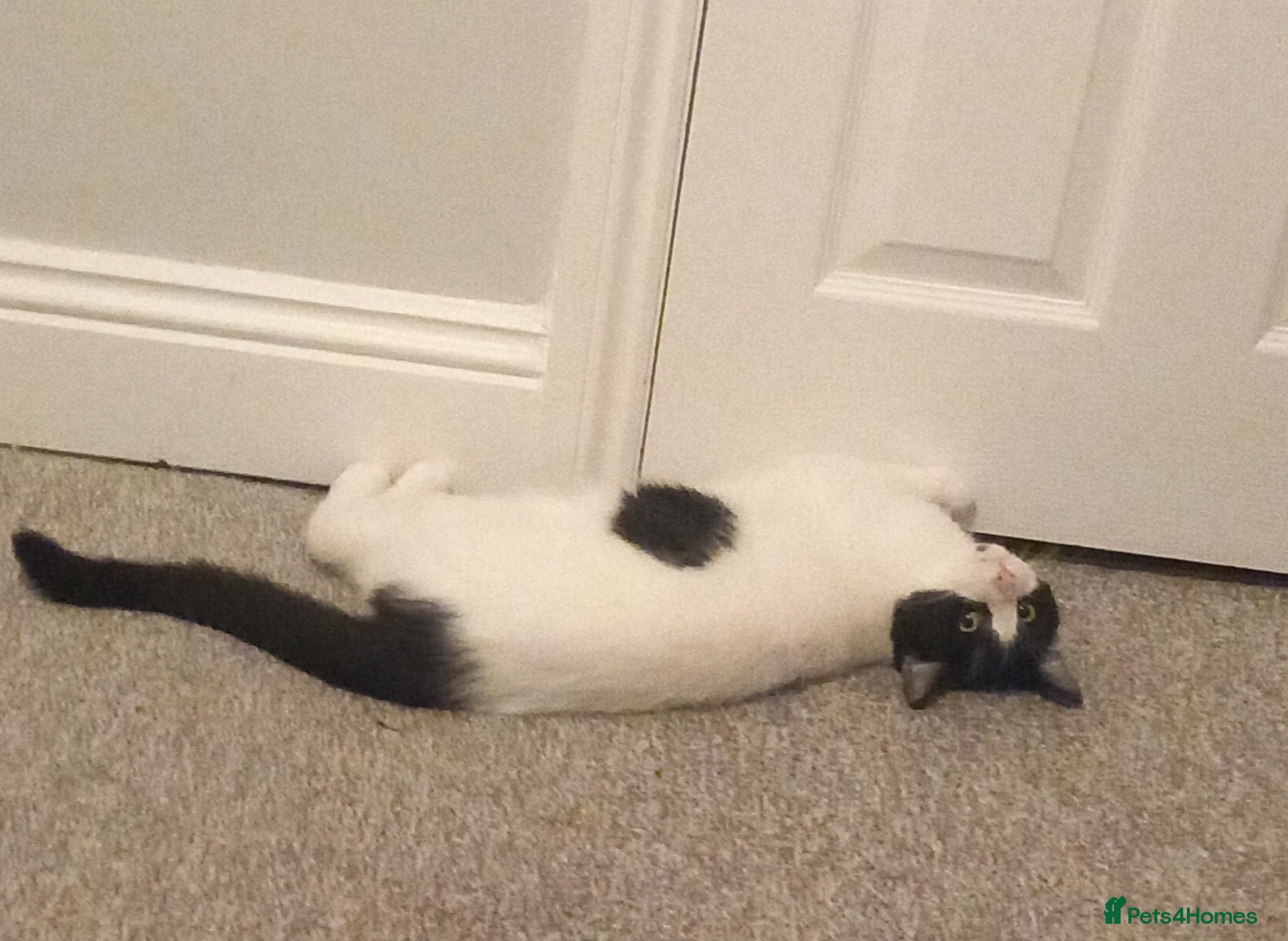 Mixed Breed cats Male cat( Tom for sale  - Advert 1