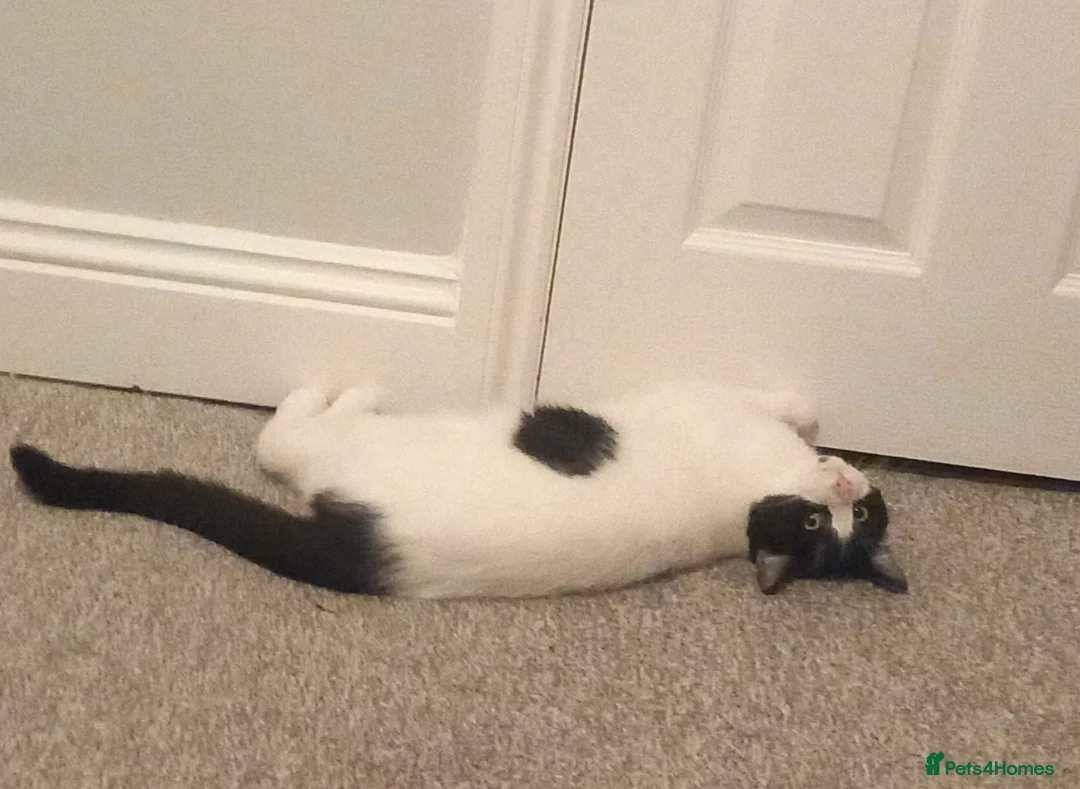 Mixed Breed cats for sale: Male cat( Tom for sale  - Advert 1