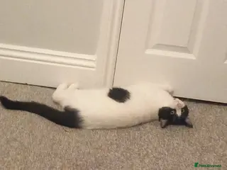 Mixed Breed cats Male cat( Tom for sale - Advert 2