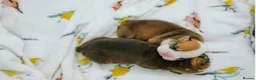 English Bulldog dogs for sale: Beautiful English Bulldog Puppies in Tywyn - Advert 3