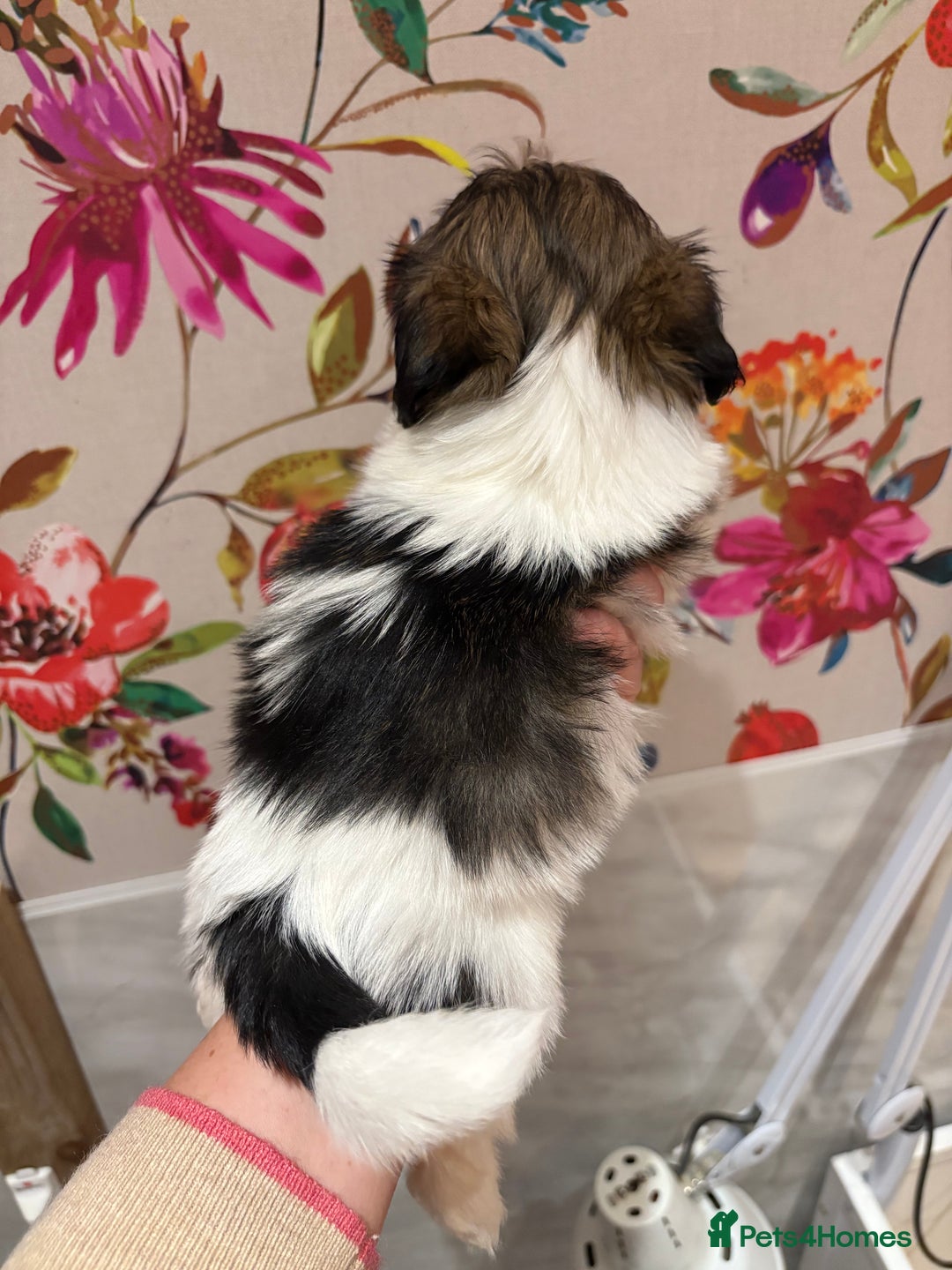 Mixed Breed dogs for sale: 1st litter of Lhasa babies  - Advert 5