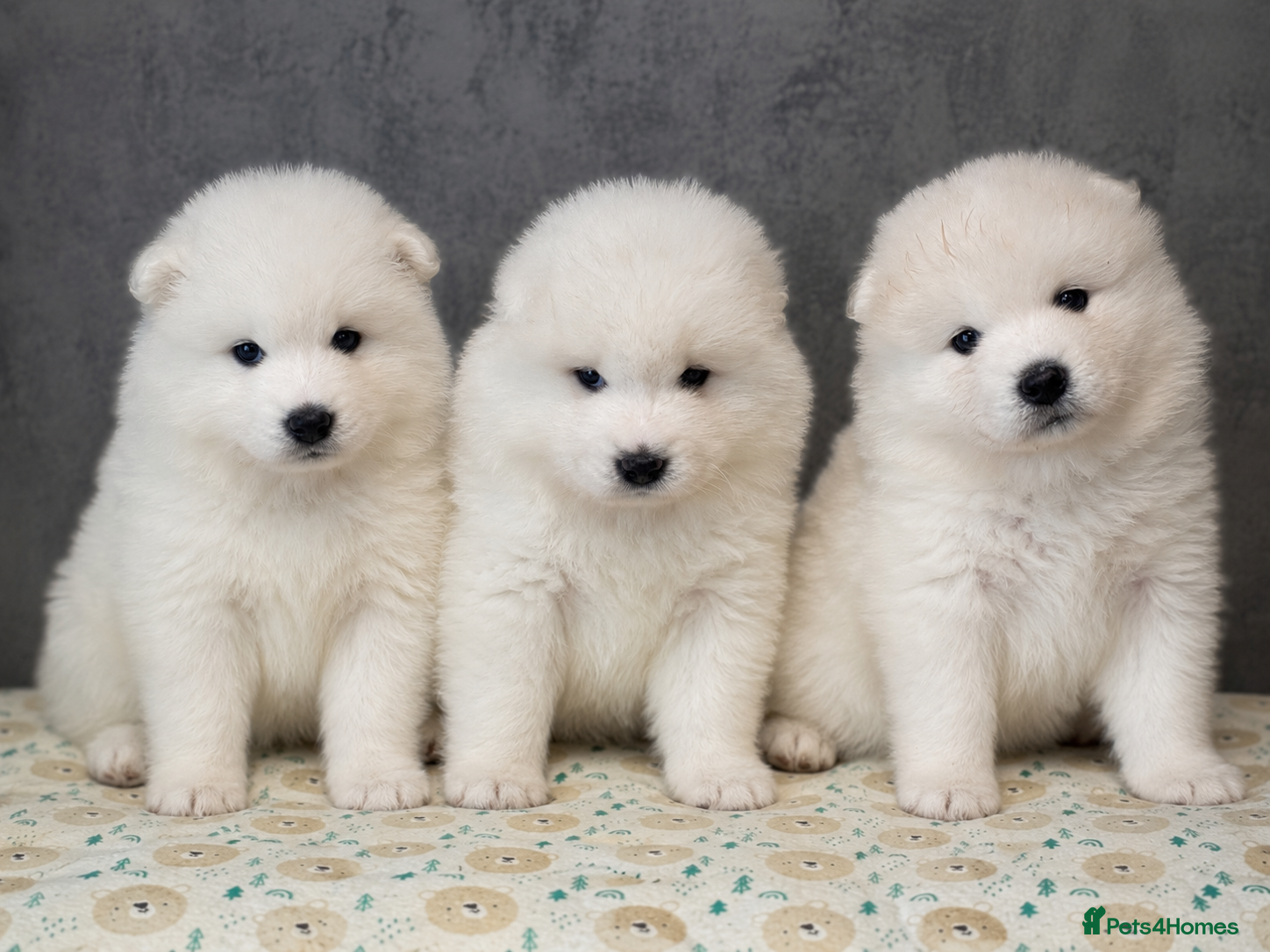 Samoyed dogs Stunning KC Samoyed babies  - Advert 10