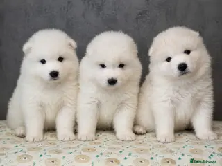 Samoyed dogs Stunning KC Samoyed babies READY NOW - Advert 1