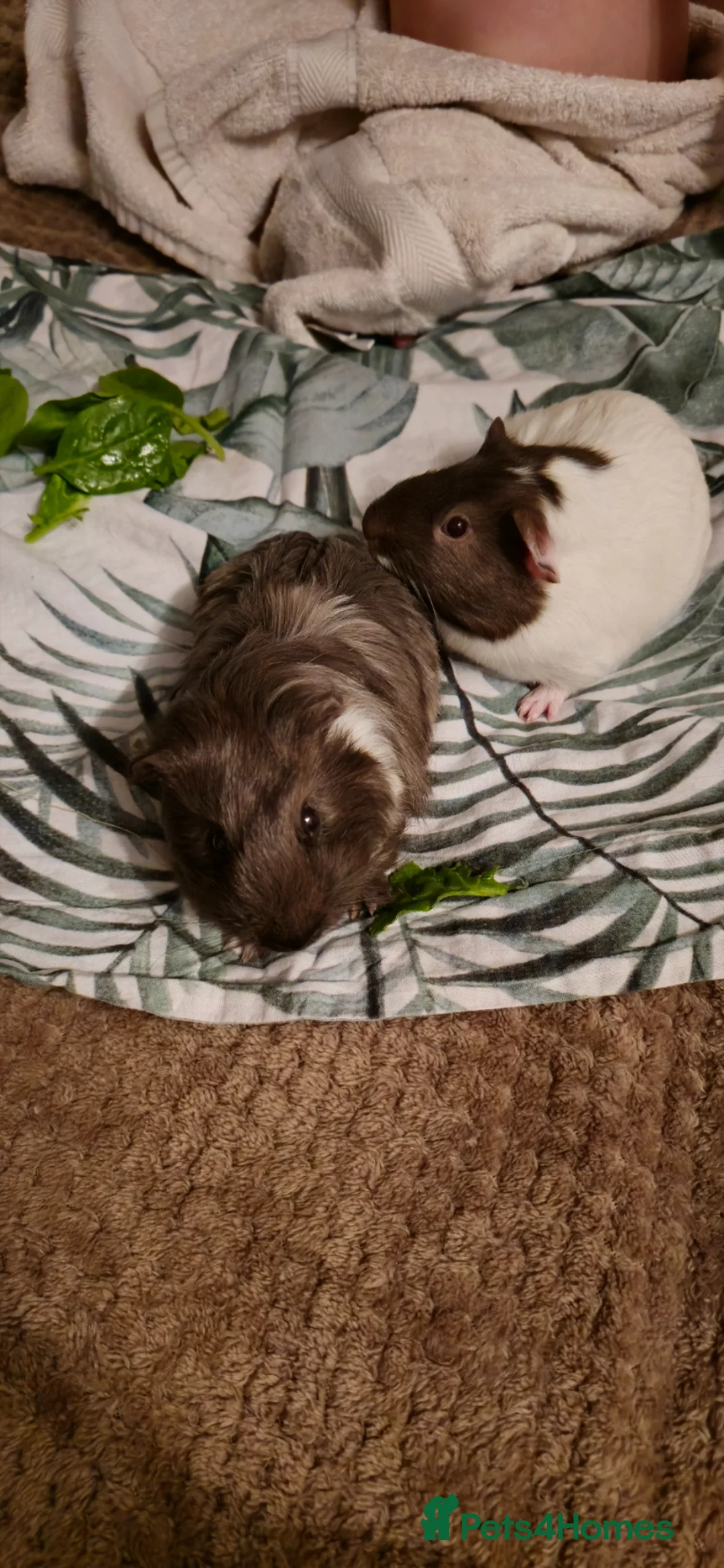 Guinea Pig rodents for sale: Gunea pigs - Advert 1