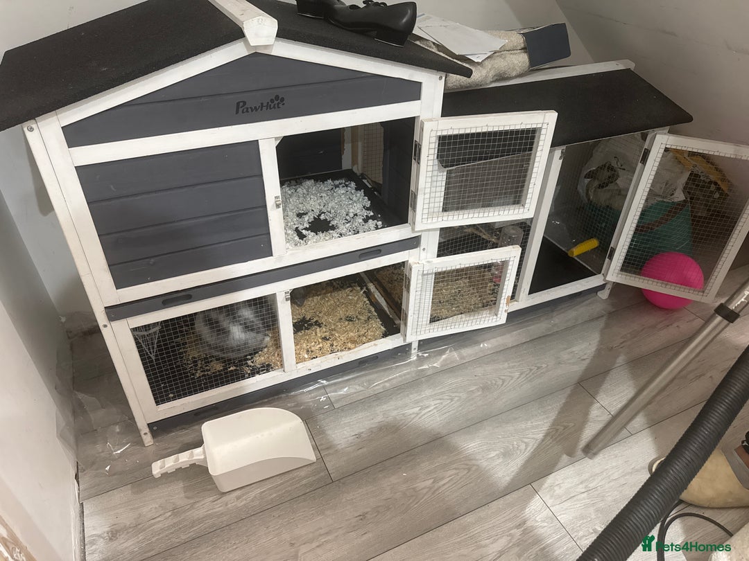 Dwarf Lop rabbits for sale: Free to good home.  Rabbit and hutch - Advert 4