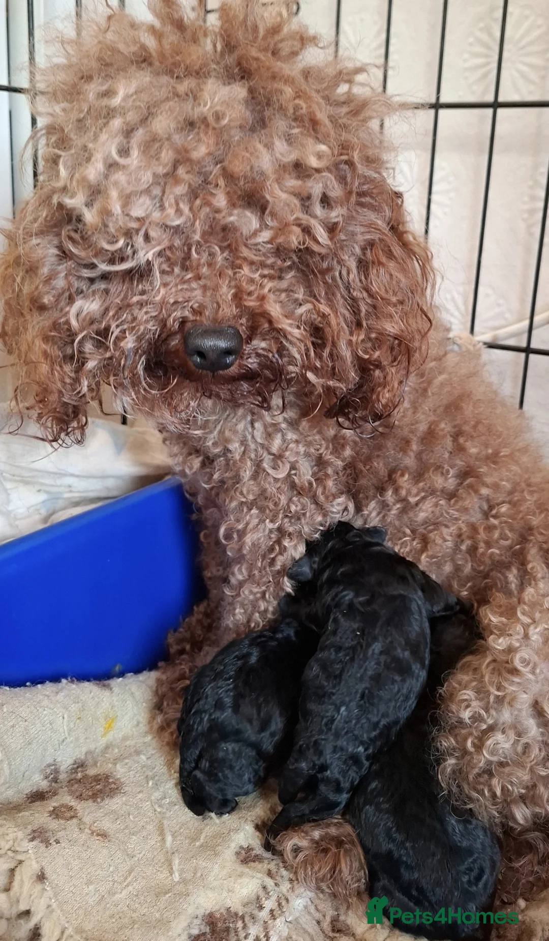 Toy Poodle dogs for sale: Asian toy poodle round eyes sable flat muzzle  - Advert 9