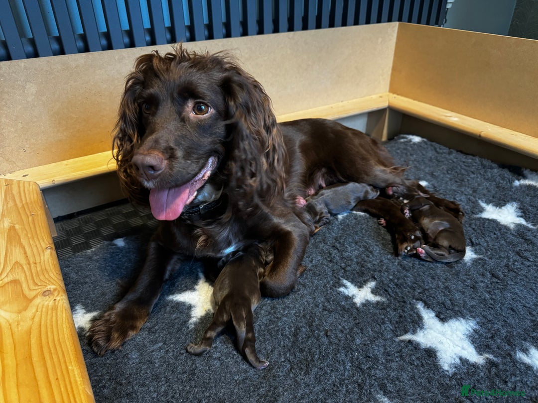 Cocker Spaniel dogs for sale: Last female cocker spaniel available 22/11 - Image 3