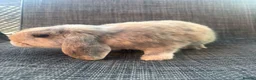 Mini Lop rabbits for sale: Male Mini Lop Bunny  in Middlewich - Advert 3