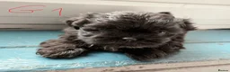 Mixed Breed dogs for sale: havanese and shitzu puppies - Advert 5