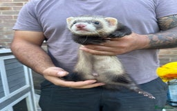 Ferret rodents for sale: Ferrets  - Image 4