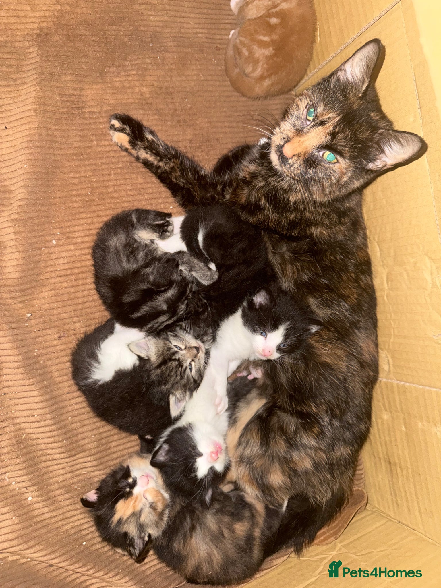 British Shorthair cats Kittens for sale - Advert 4