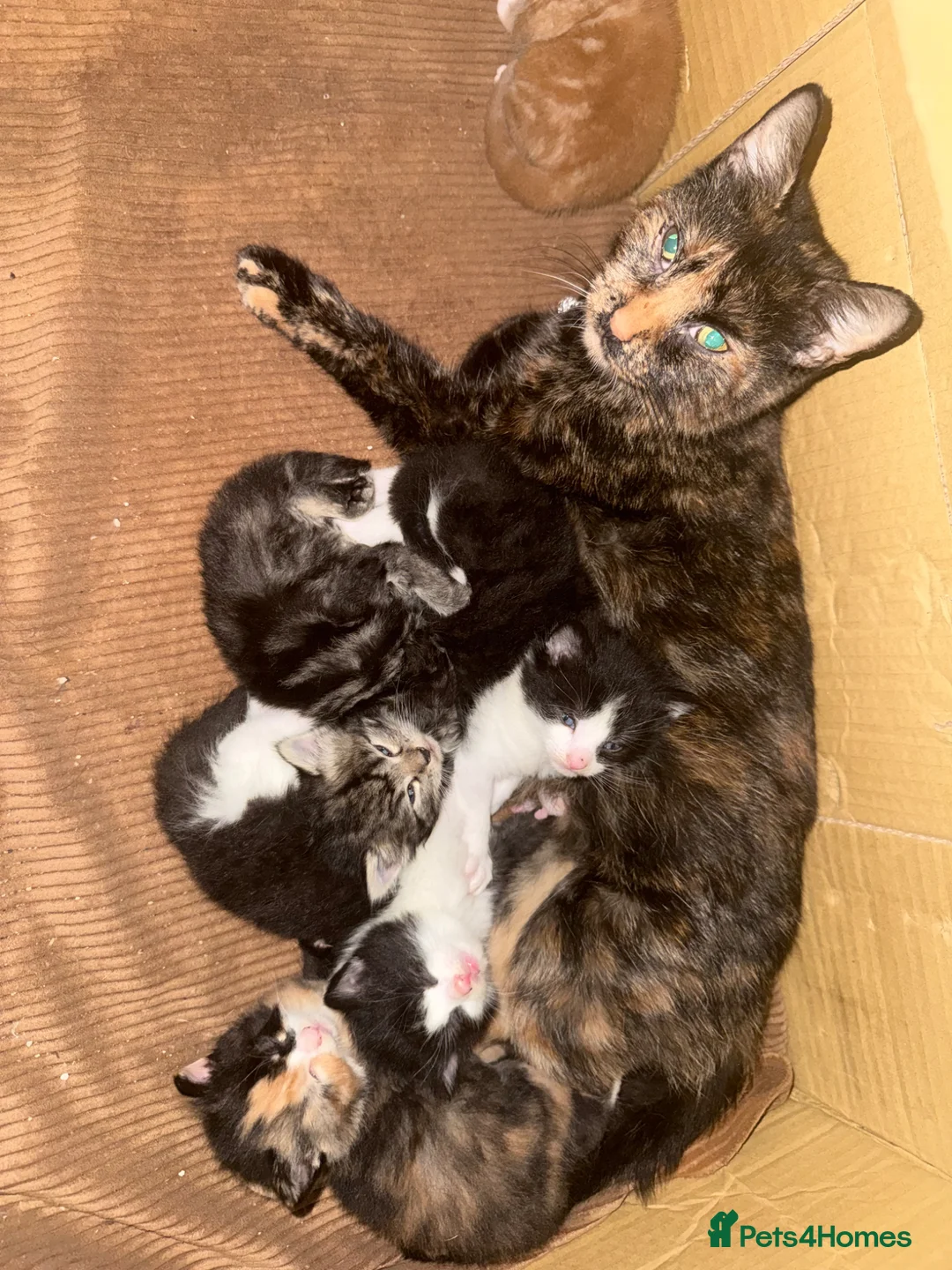 British Shorthair cats for sale: Kittens for sale - Advert 1