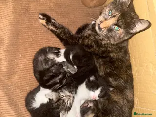 British Shorthair cats Kittens for sale - Advert 2