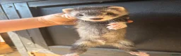 Ferret rodents for sale: 6 male ferrets  - Advert 1