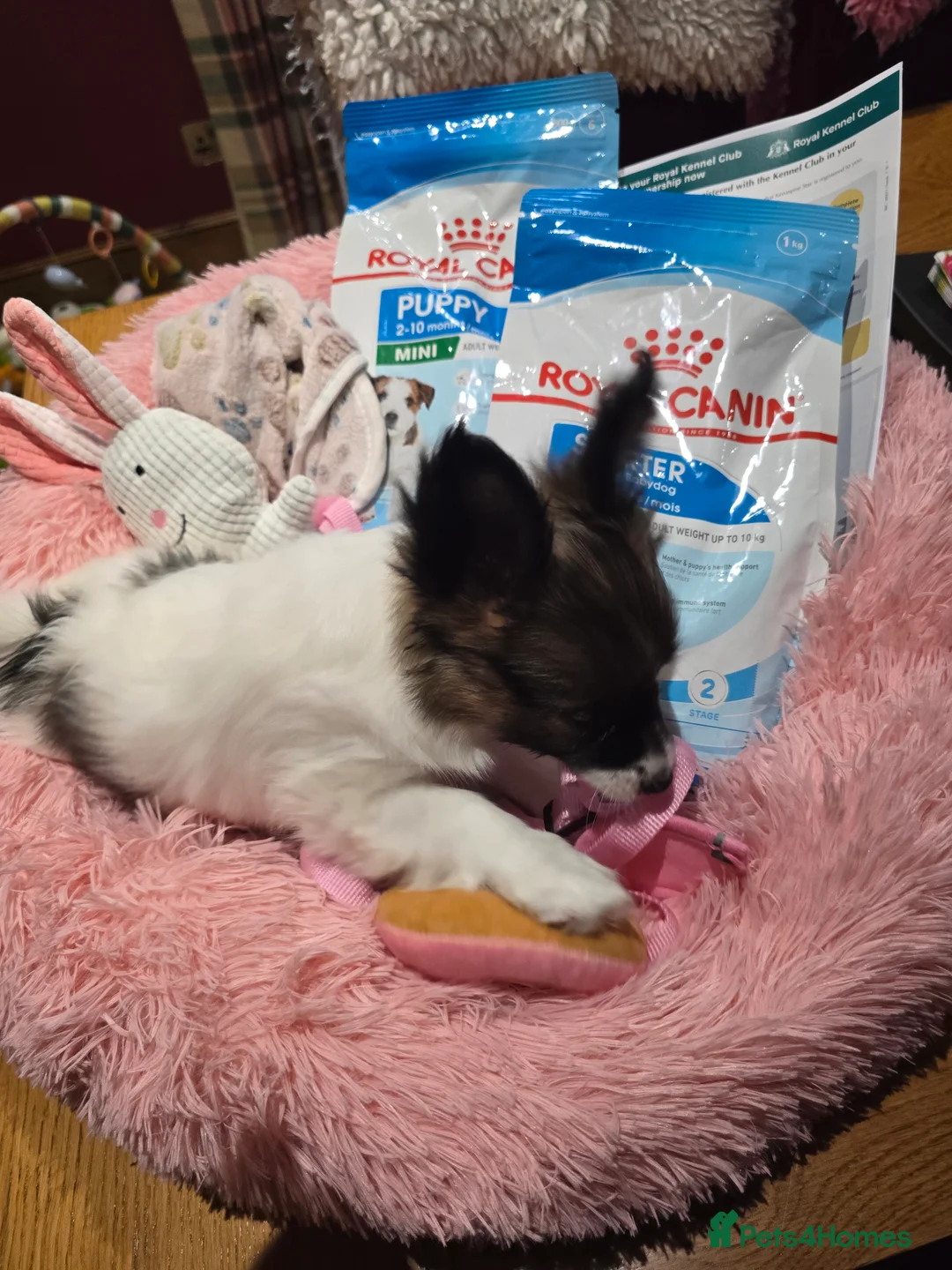 Papillon dogs for sale: ROYAL KENNEL CLUB registered,  DNA tested perents  - Advert 33