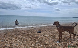 Mixed Breed dogs for sale: Gorgeous 8 month doberman cross  - Image 6