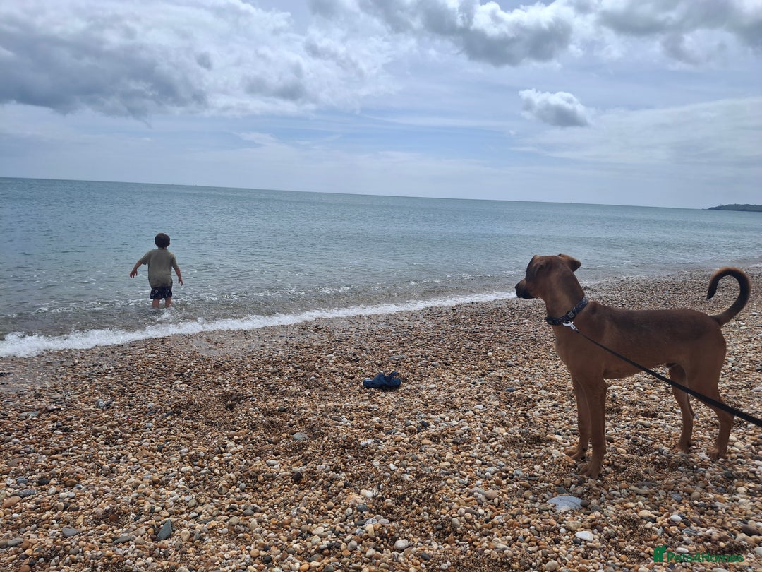 Mixed Breed dogs for sale: Gorgeous 8 month doberman cross  - Image 6