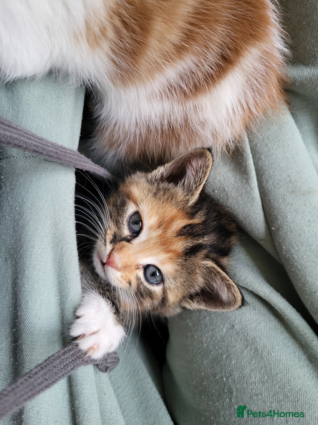 Mixed Breed cats for sale: Mixed kittens for sale, wide range of variety. - Advert 7