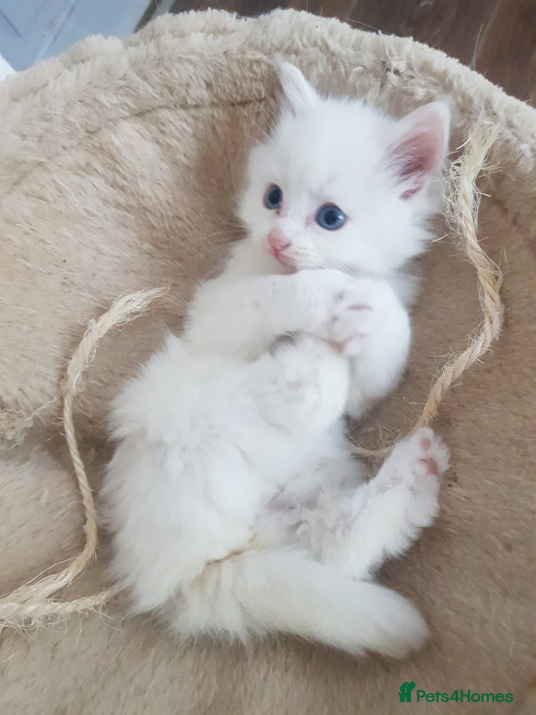 Mixed Breed cats for sale: Two beautiful princess  - Image 11