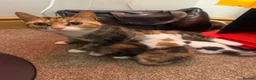 Mixed Breed cats for sale: 4 beautiful kittens 1 boy 3 girls  - Advert 1