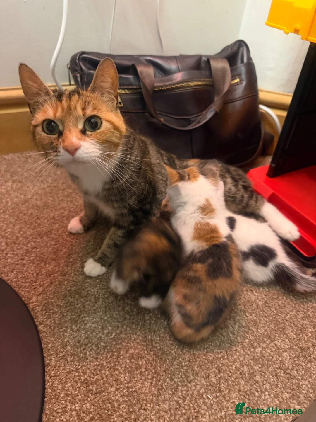 Mixed Breed cats for sale: 4 beautiful kittens 1 boy 3 girls  - Advert 1