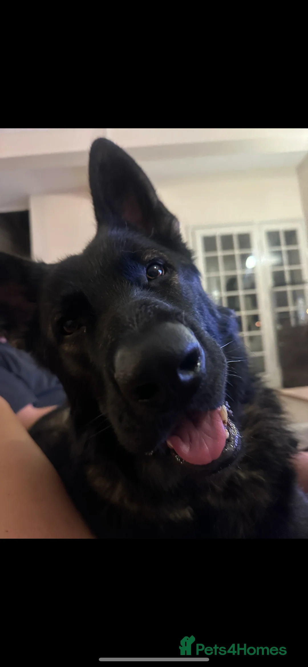 German Shepherd dogs for sale: Sable 2yo intact male German shepherd - Hunter - Advert 2