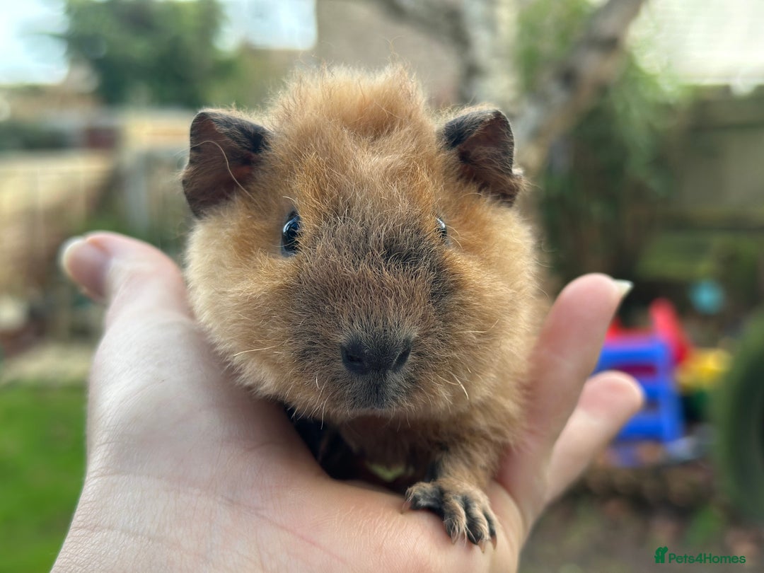 Guinea Pig rodents for sale: Male guinea pigs  - Advert 4