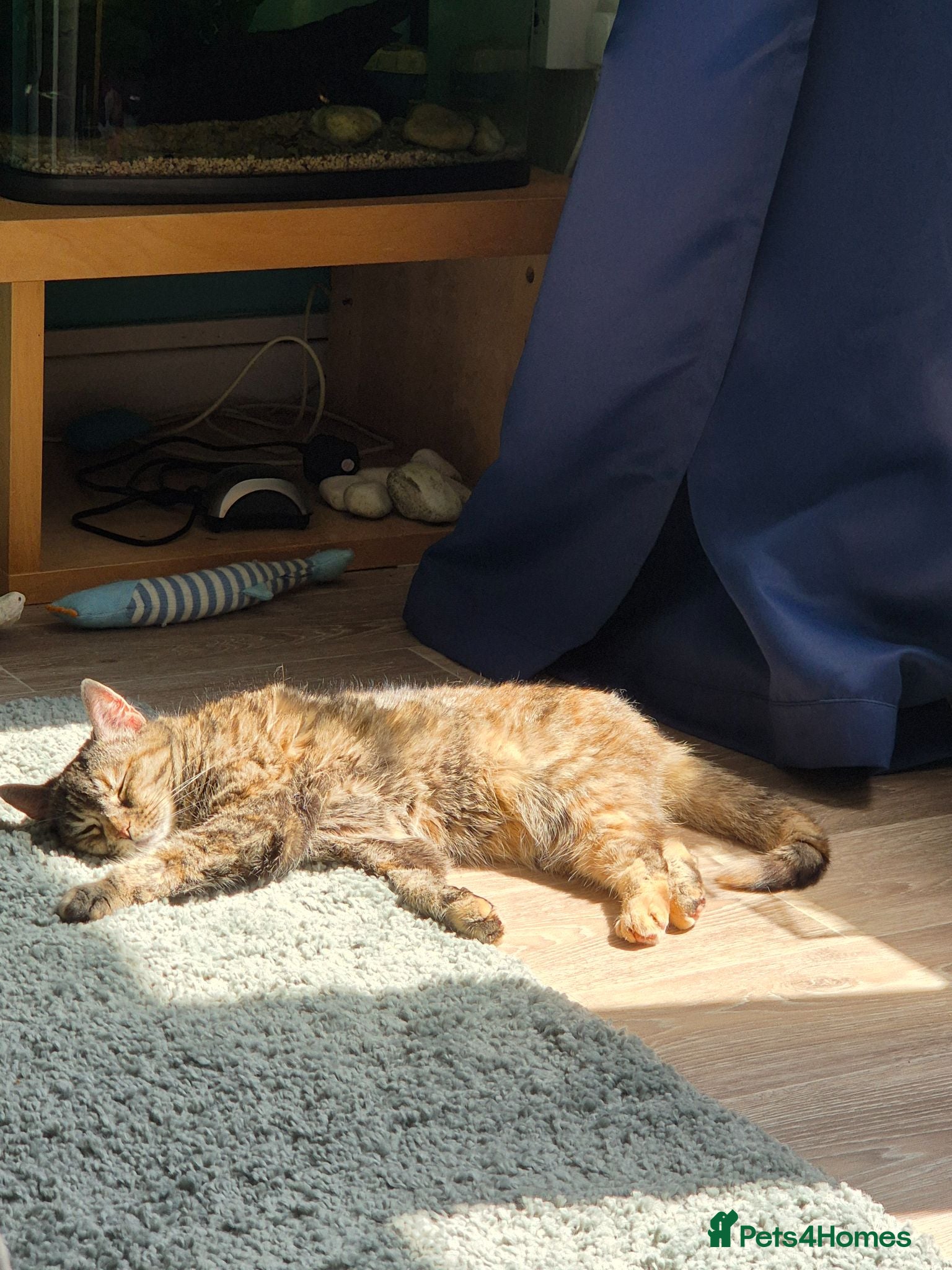 Mixed Breed cats Female tabby neutered seeks quiet homee - Advert 1