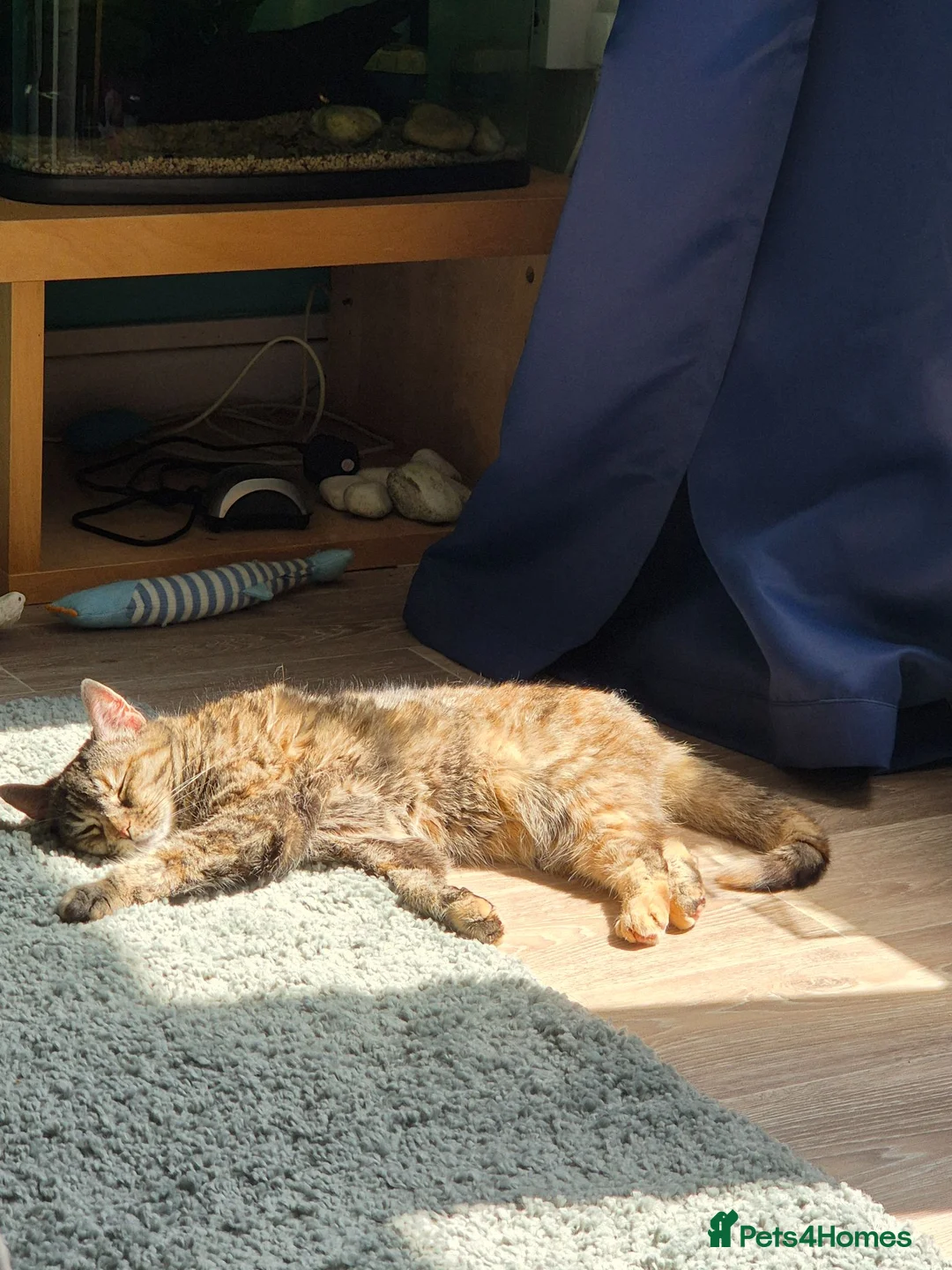 Mixed Breed cats for sale: Female tabby neutered seeks quiet home - Advert 1