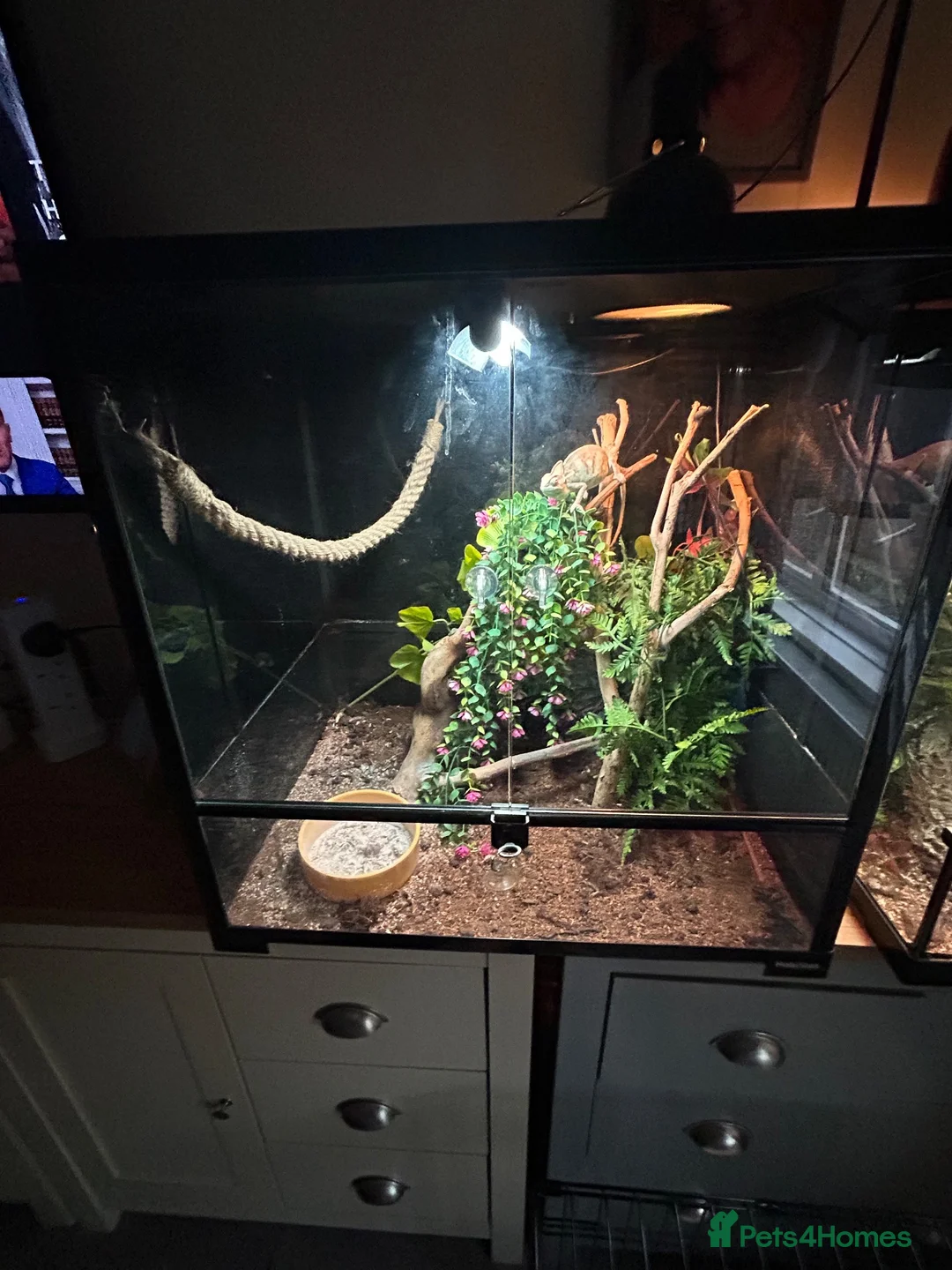 Chameleon reptiles for sale: Yemon chemlion in Wrexham - Advert 2
