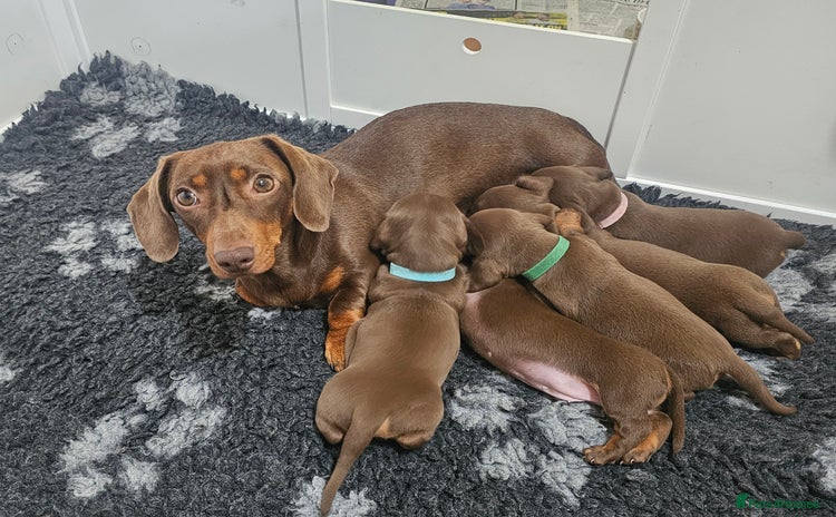 Miniature Dachshund dogs - Advert 3